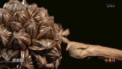 真的是活久见！长成这样居然能吃？