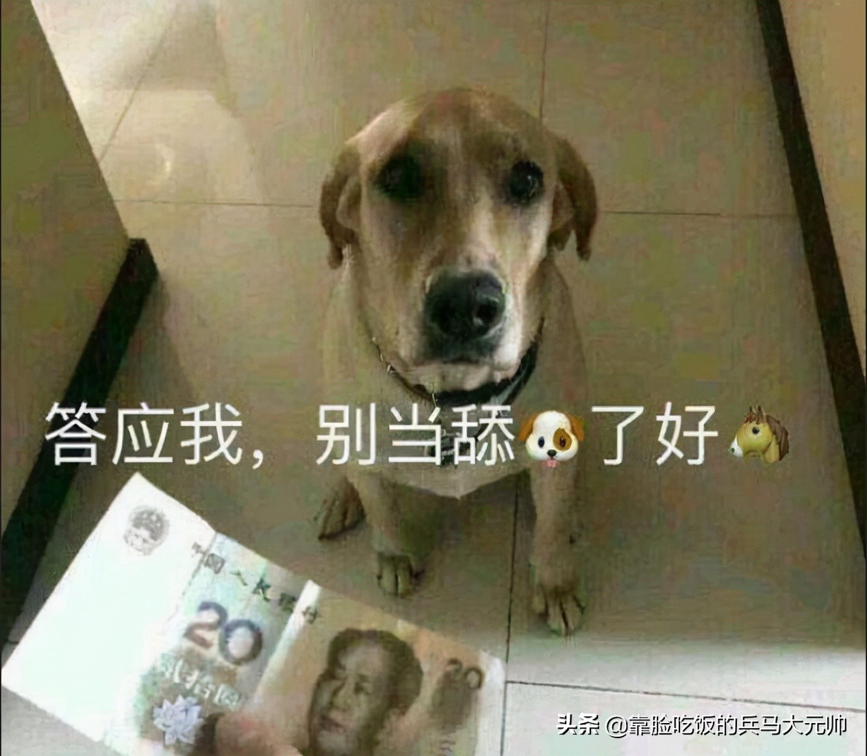 如果被狗舔了会怎么样,突然舔狗子会发生什么