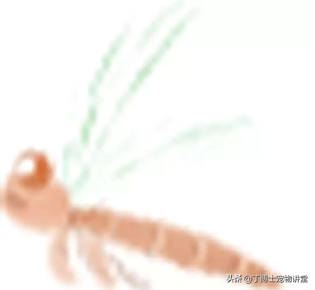 宠物猫狗癣知识,宠物猫有皮肤病吃什么食物好