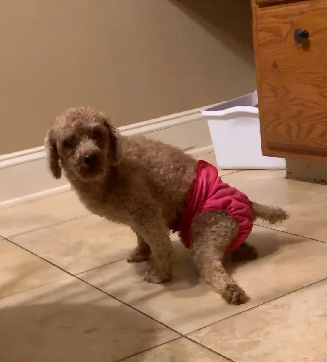 泰迪老是拱屁股怎么回事,泰迪头拱地脚刨地为什么