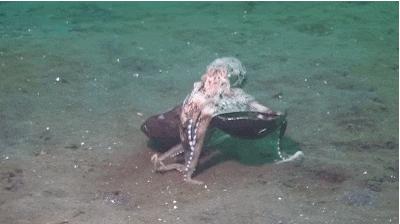 章鱼突破基因锁智商能来到多少,章鱼为什么要进化出基因锁