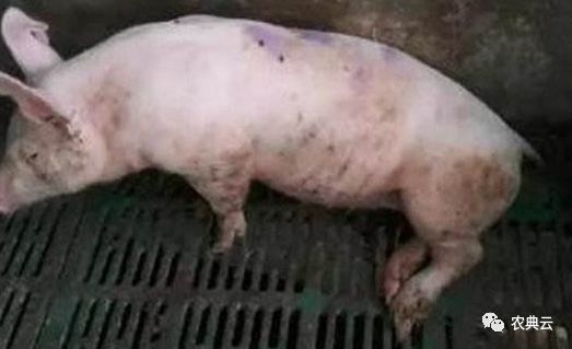 母猪产后瘫痪如何防治,母猪产后瘫痪