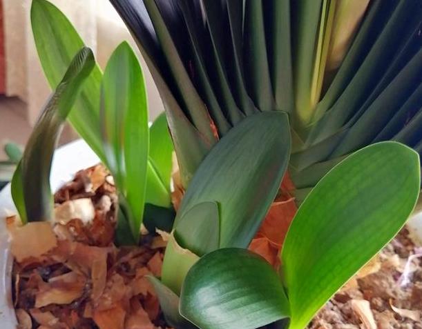 夏季君子兰烂根的补救方法,君子兰烂根夏天怎么处理用多菌灵