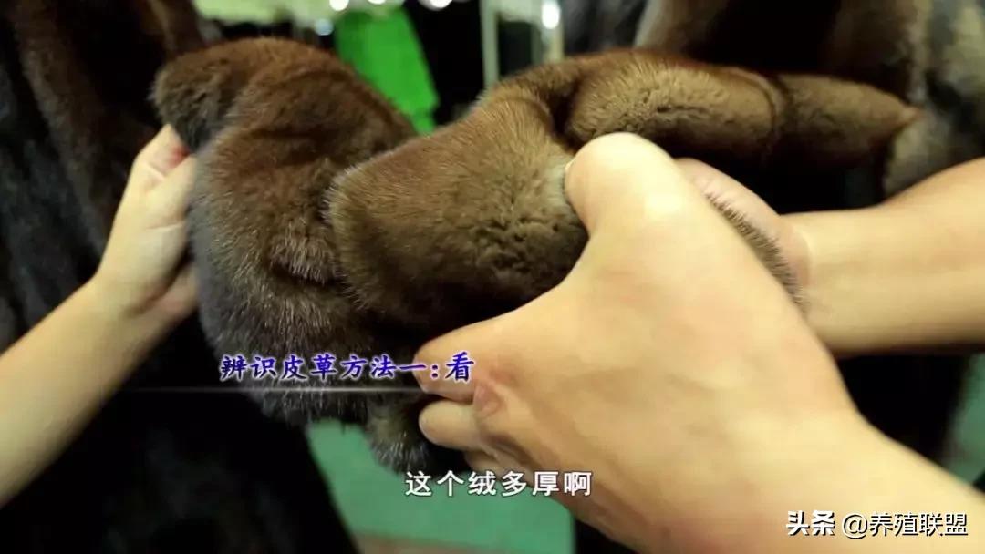 几千和几百的皮衣,一千块可以买什么档次的皮草