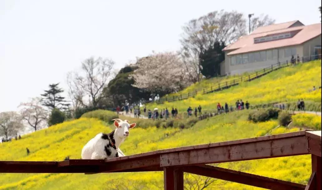 日本农场营收10亿经营秘诀,日本妈妈牧场怎么运营