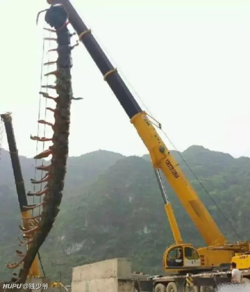 在南方大蜈蚣面前，南方大蟑螂简直不堪一提