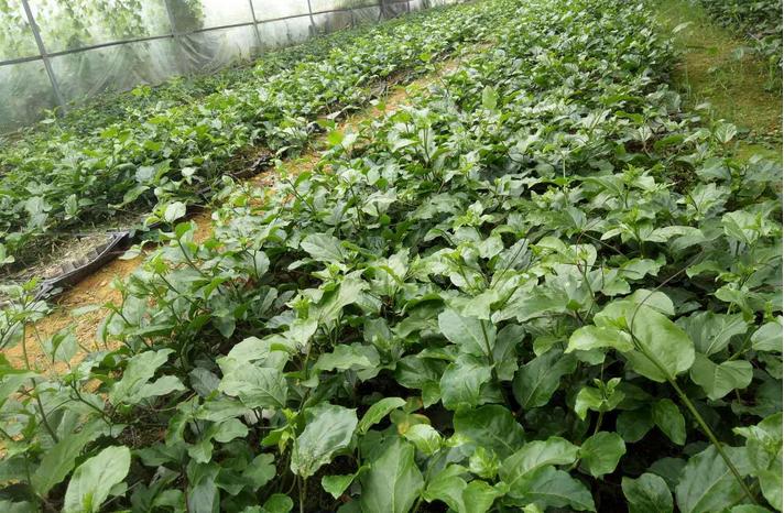 留村黄金百香果种植技术,自己果园种植的高山百香果