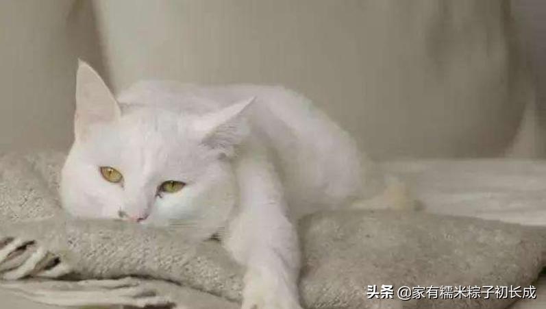 猫咪呕吐未消化完的食物怎么办,猫咪吃完化毛膏呕吐是什么原因