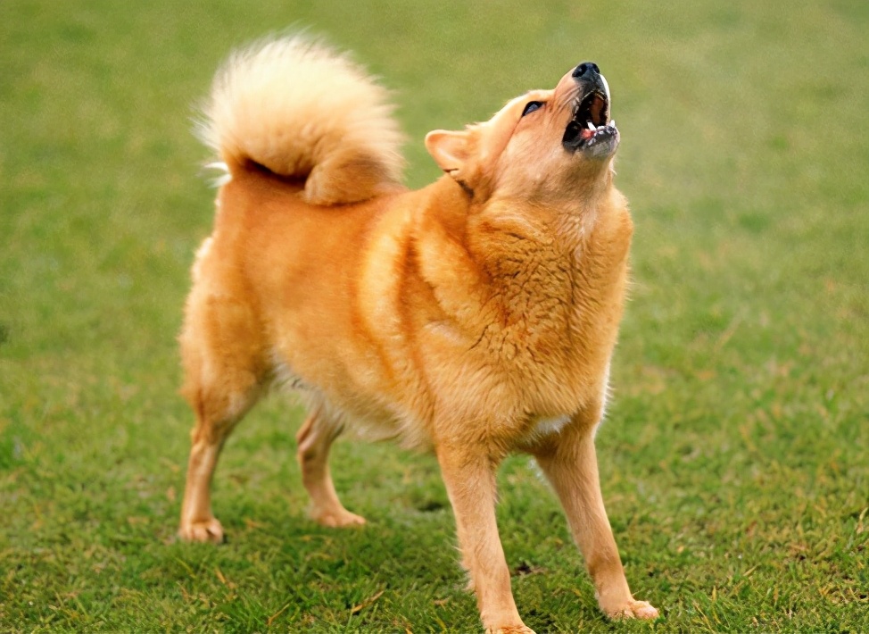 学狗叫能让狗狗知道你的意思,学狗狗叫是什么意思