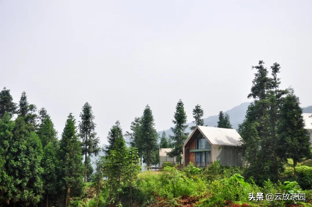 云放茶园深度解析,云放茶园最新视频