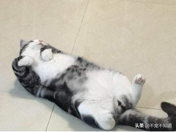 一割解千愁~你给家里的猫狗做绝育了吗?