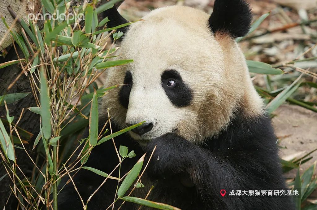 大熊猫快速吃竹笋,大熊猫吃竹子图片