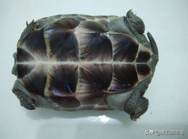 野生龟和饲养龟哪种好,养龟最好是要买哪种龟