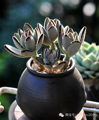 适合云南养的多肉,云南露养最好养活的多肉