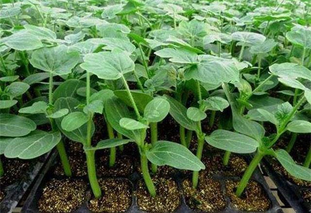 西瓜得了蔓枯病能全死亡吗,大棚西瓜的蔓枯病怎么治疗