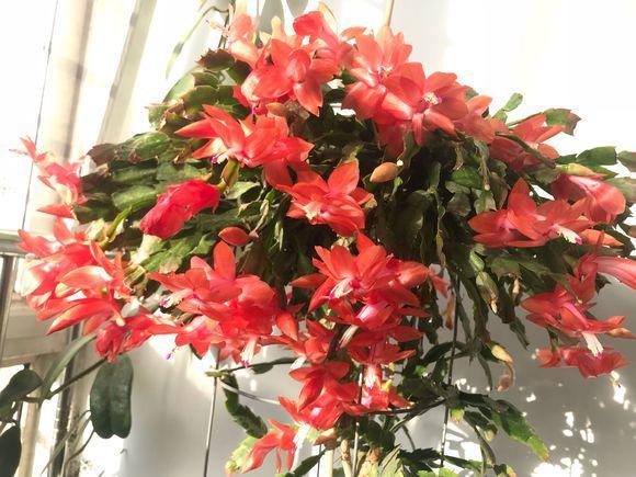 没有生根剂月季怎么扦插生根快,扦插玫瑰花没用生根剂可以生根吗