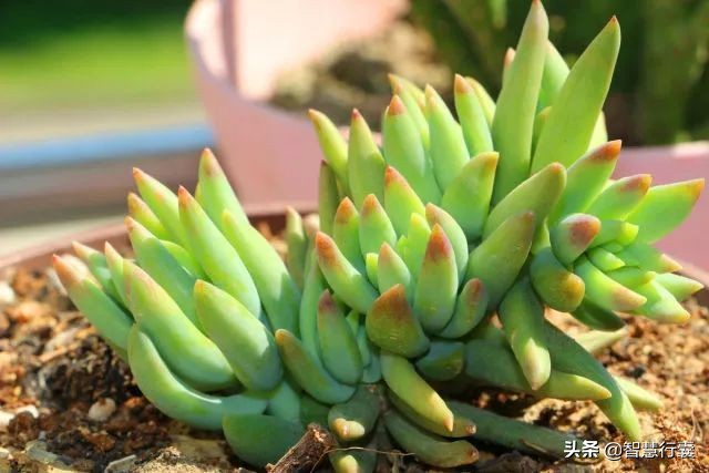 它像个小刺猬，一定会萌到你，并且花语还是积极的、有善意的