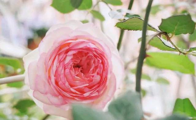 点赞文案怎么编辑发朋友圈,吸引朋友为朋友圈点赞的文案