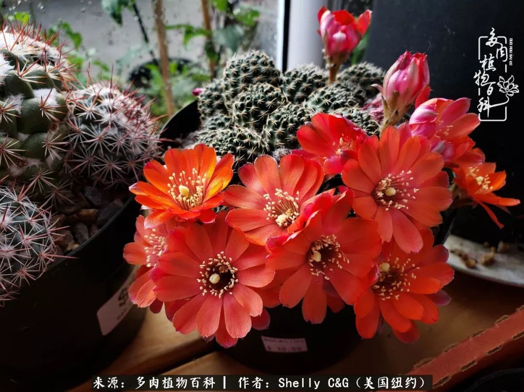 美国纽约有多少华裔人,美国纽约有多少个华人