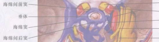 学习|颅脑静脉解剖及引流