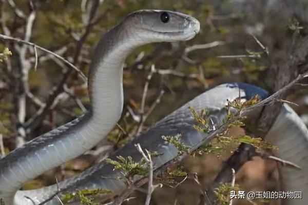 秒杀非洲狮，黑曼巴蛇的实力有多恐怖？能否称作毒蛇中的天花板？