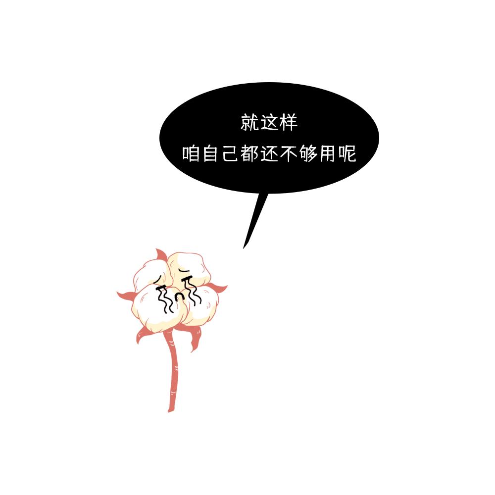 养活大量人口的粮食作物,正宗新疆新棉花大量上市