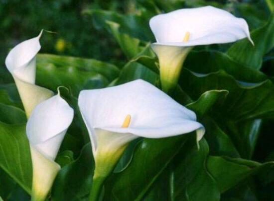 马蹄莲为什么第二年就不开花了,马蹄莲什么原因不开花