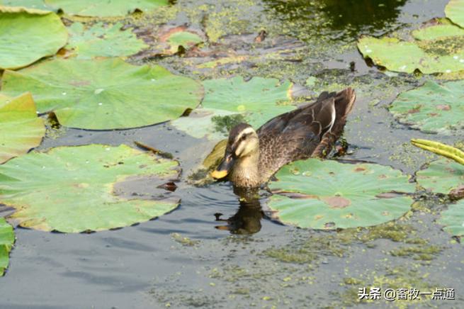 番鸭花肝防治方法,番鸭疾病防治的常用药