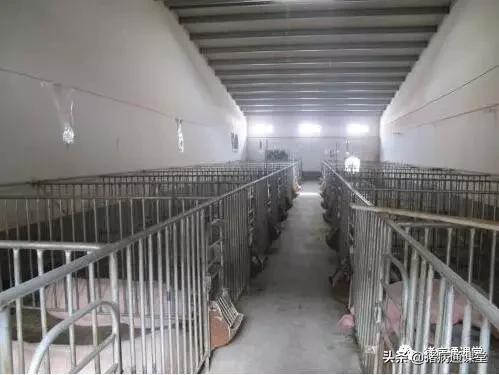 猪场猪栏,养猪栏的优缺点