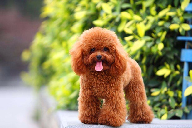 泰迪毛发怎么样打理才好看,泰迪的毛发怎样打理