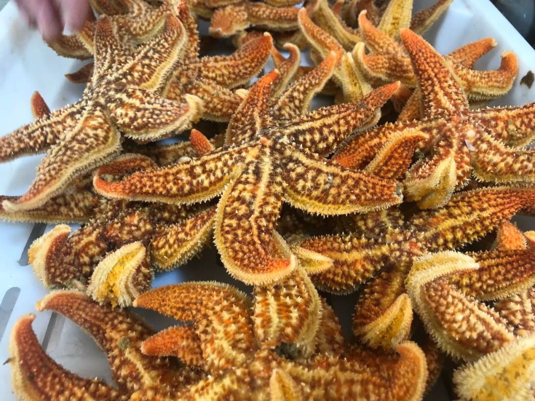 威海100元一斤的海鲜,六月份威海海鲜价格