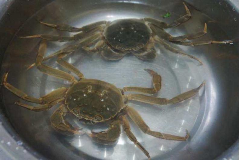 蒸好了的螃蟹一次吃不了怎么保存,蒸熟的螃蟹可以冷冻保存多长时间