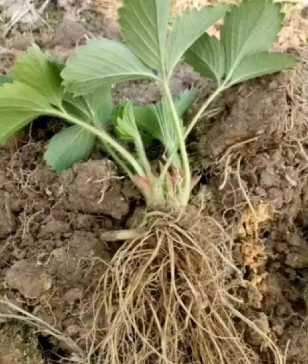 草莓大田移栽株距是多少,草莓大田育苗新技术视频