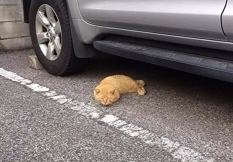 10个你一定不知道的动物冷知识,1000个牛动物有趣的冷知识