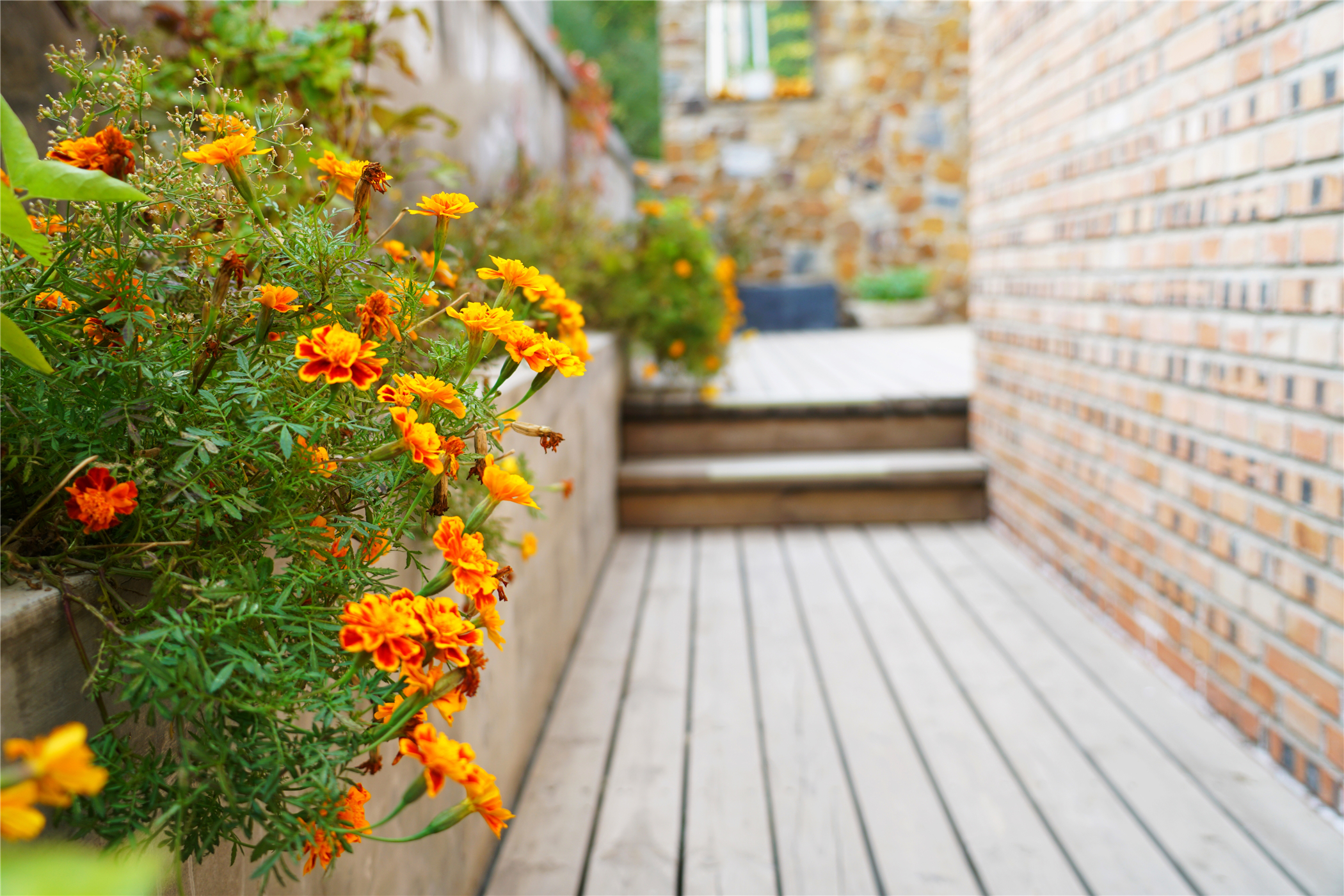 赏红叶最佳目的地,房山坡峰岭红叶最佳观赏
