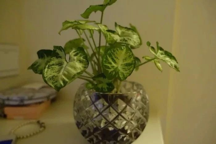 在家里面适合养什么水培植物,最适合家里养的水培植物