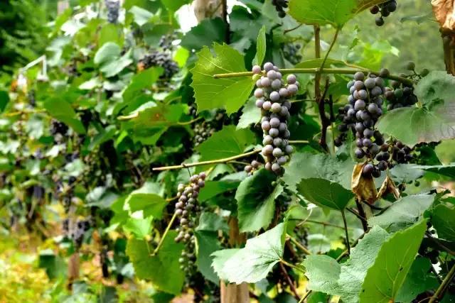 维生素c和海鲜吃会中毒吗,维生素c和海鲜同吃的中毒症状