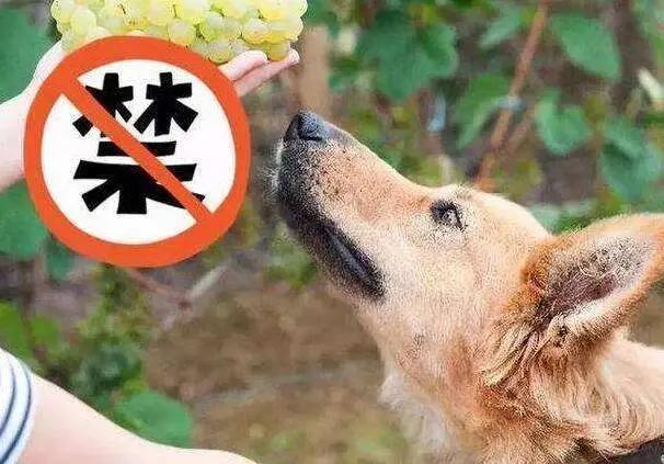 狗狗肠胃不好吃点什么食物比较好,狗狗不能吃的几种食物你了解多少