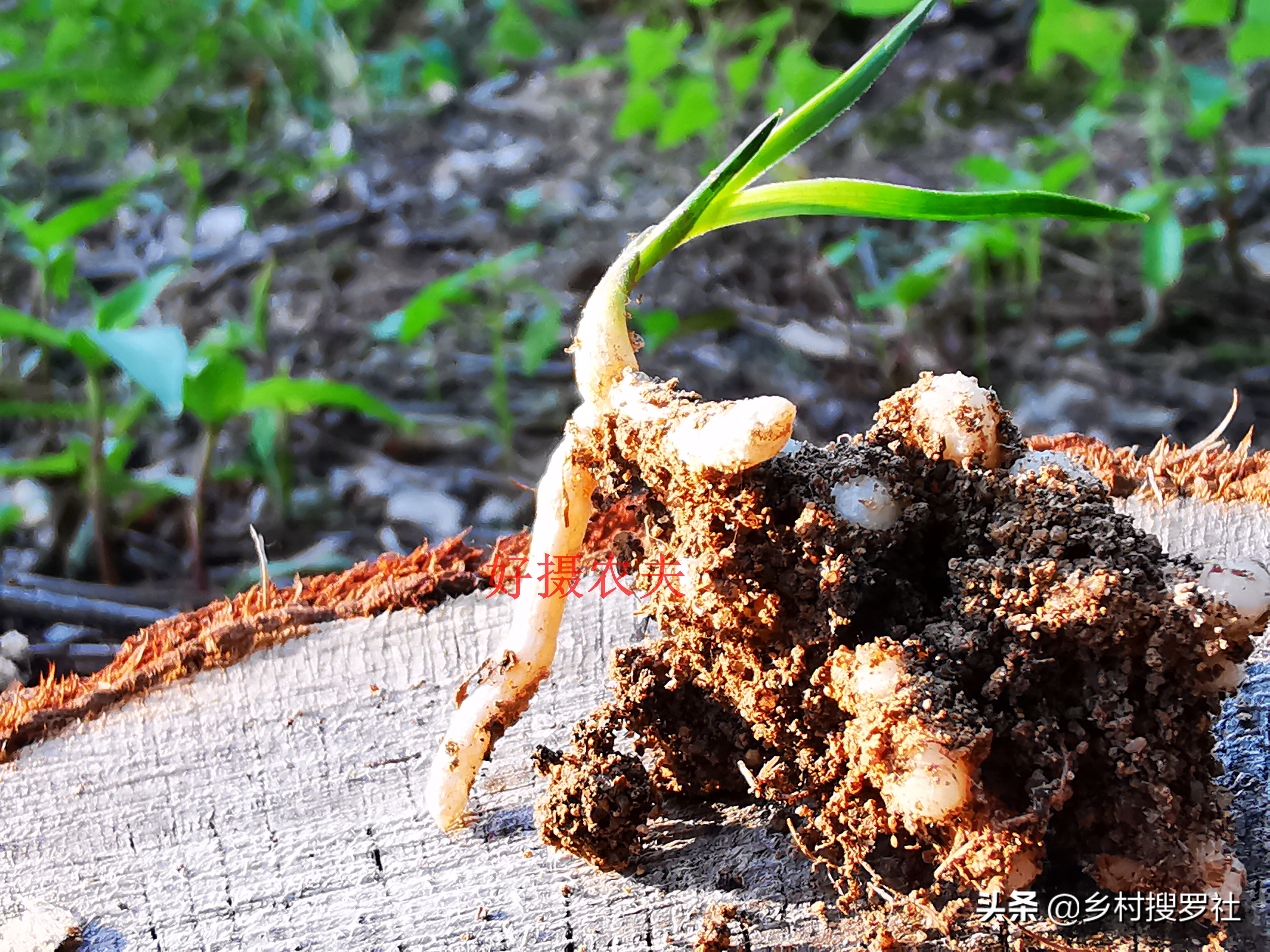 栽培野生兰花,兰花用腐殖土栽好还是用树皮栽好