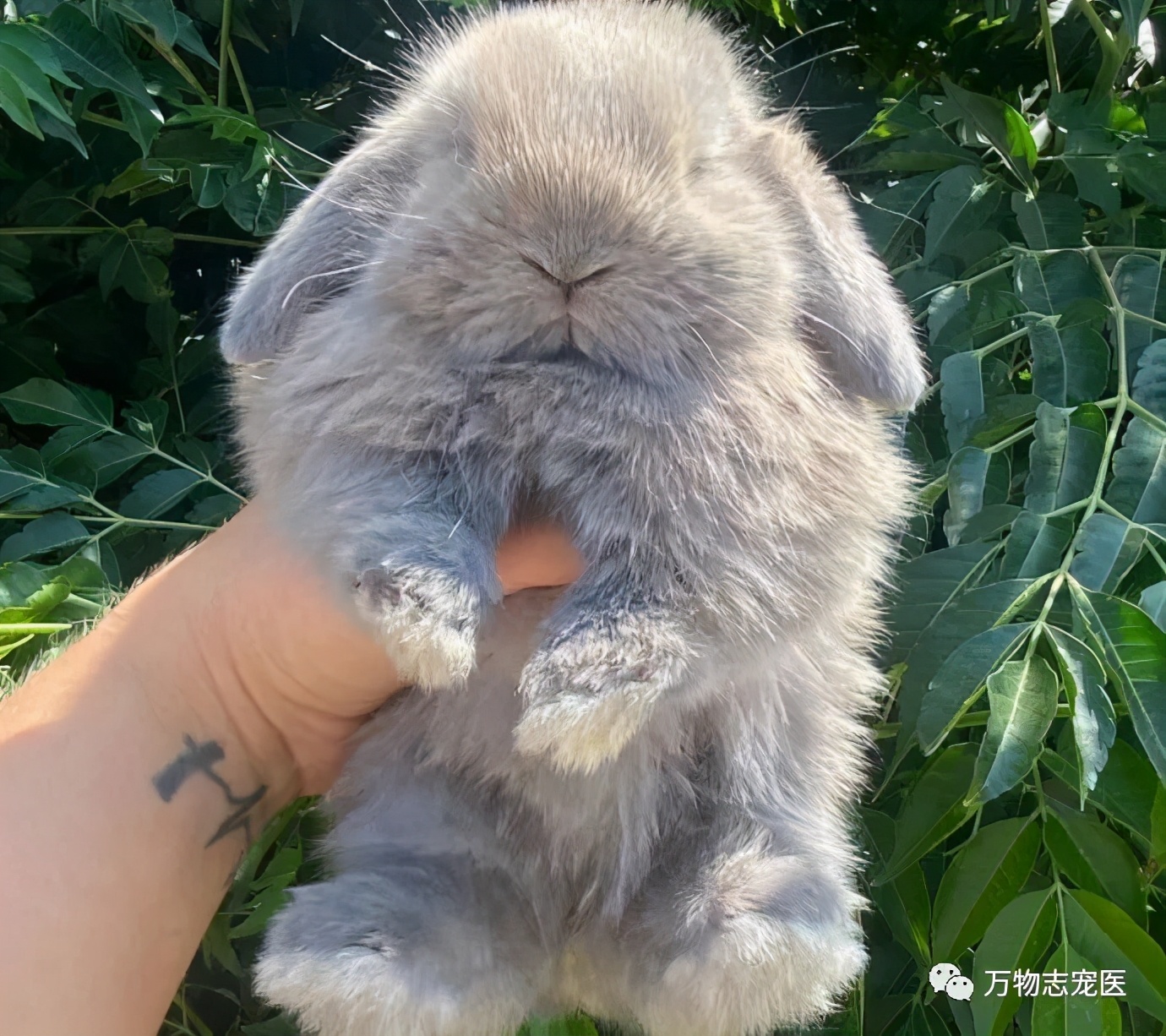 兔子不止爱吃胡萝卜,兔子有只眼睛看不见黑瞳都是白的