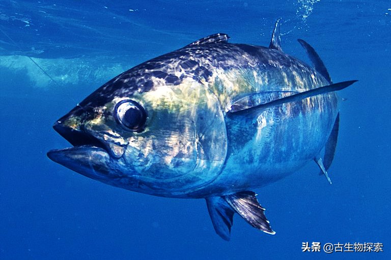 国际珍惜动物保护动物日,国际生物多样性保护日是哪一天