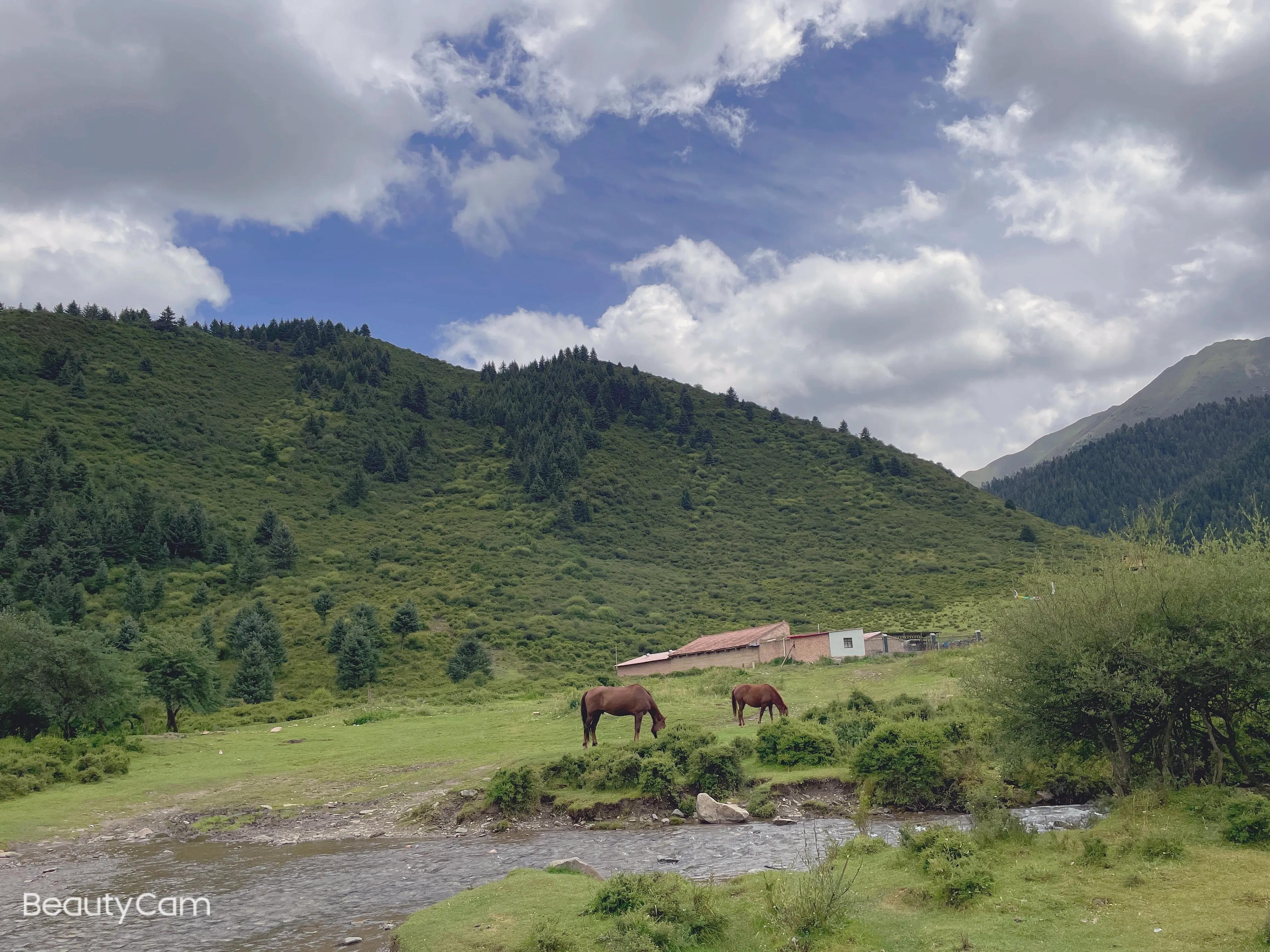 甘肃甘南夏河熊猫沟开的花叫什么,甘肃甘南夏河麦达乡熊猫沟