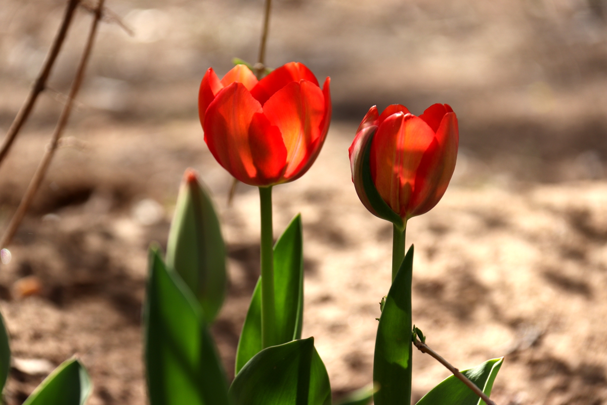 上热门来胶州郁金香花海赏花,胶州植物园郁金香盛开