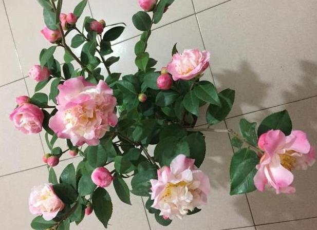 冬天什么时候买花最好,冬天买花注意事项