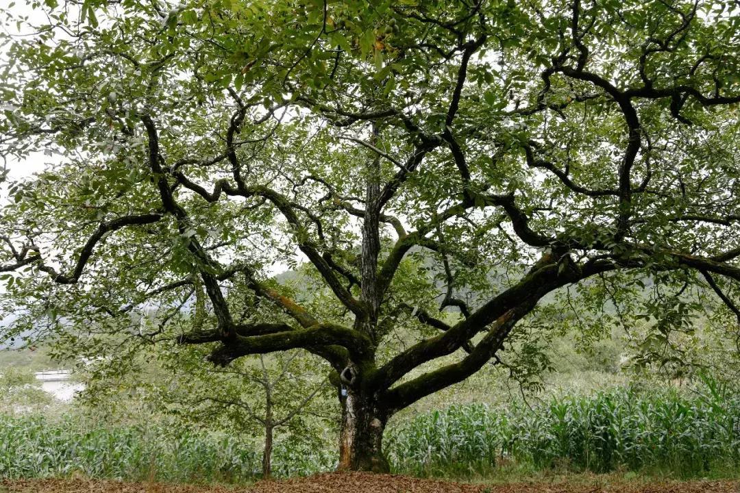 大理网红地方有哪些,云南大理网红景点洱海