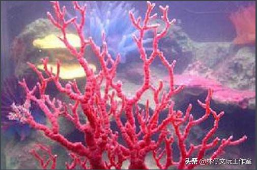 千年红的养护,千年红怎么保养