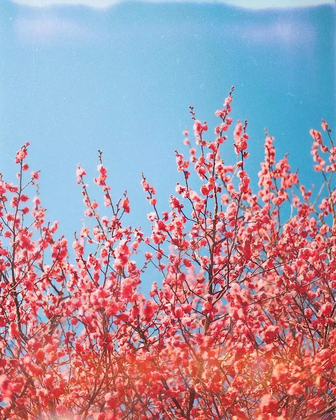 你不知道的手机拍照功能,春天的视频拍摄教程不拍花