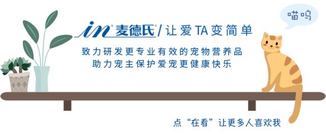 抖音里最火的网红猫,抖音上的几大网红猫