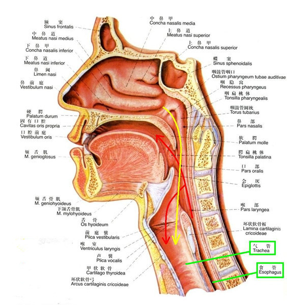 鼻前庭炎会引起神经痛吗,鼻前庭炎能引起什么病