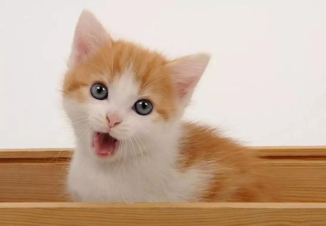 猫咪有皮肤病怎么治疗,猫咪得了皮肤病怎么治